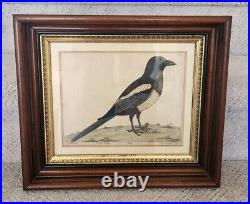 Antique Eastlake Victorian Deep Picture Frame Gold Gilt Bird Print Engraving